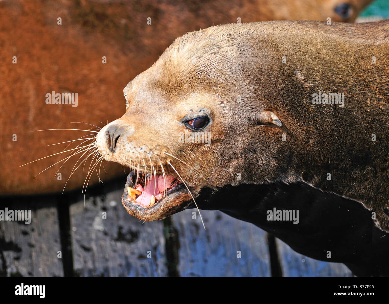 Steller Sea Lion (Eumetopias jubatus), portrait on wooden jetty, Oregon, USA, North America Stock Photo