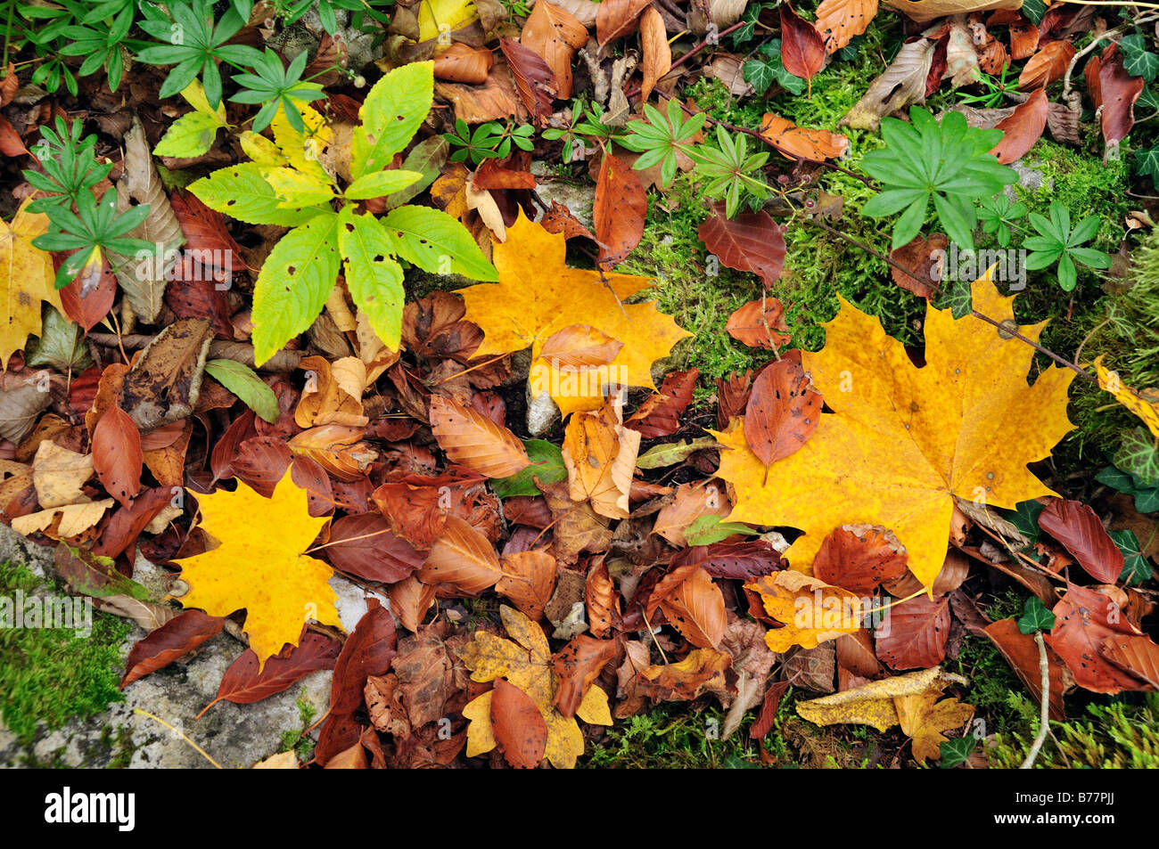 Forest floor and leaves in autumn Stock Photo