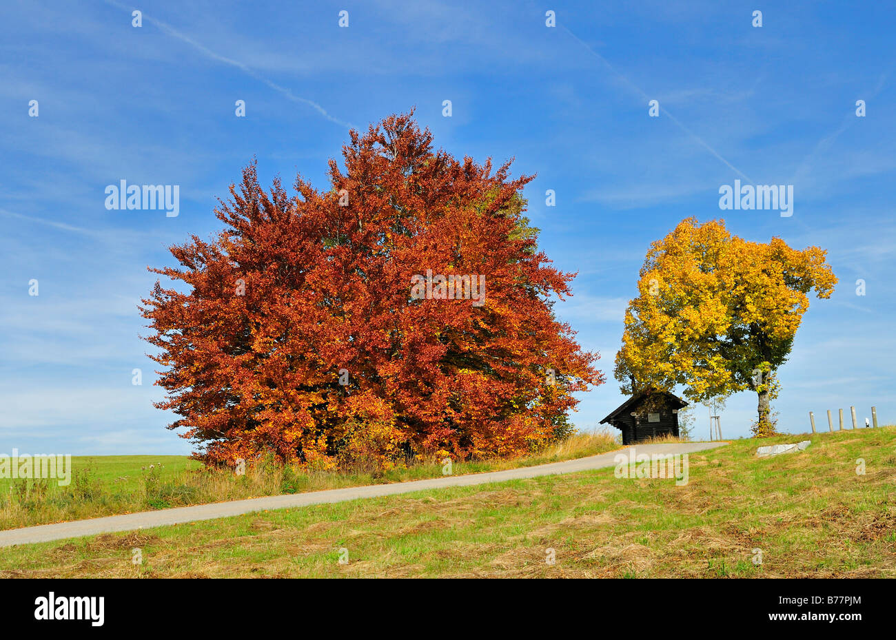 Trees in autumn, Heuberg, Swabian Alb, Baden-Wuerttemberg, Germany, Europe Stock Photo