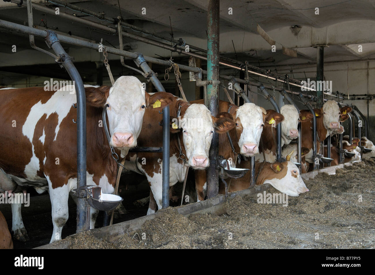 Dairy cows standing in a barn upper bavaria germany europe stock image