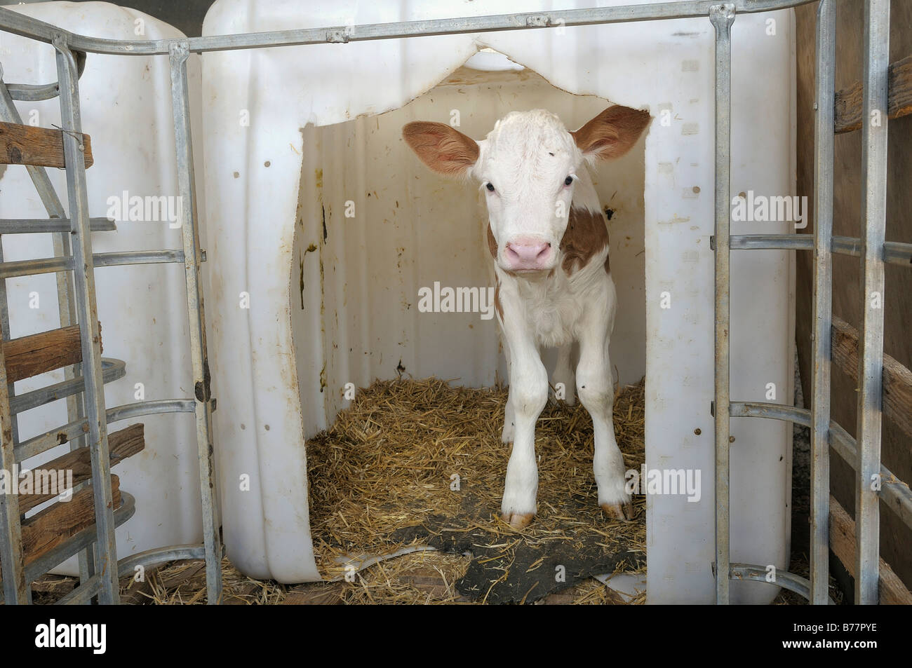 Young calf cautiously looking out of its plastic pen upper bavaria germany europe