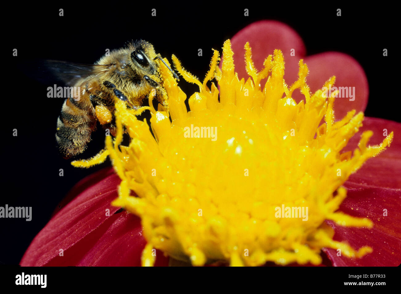 bee on flower Stock Photo