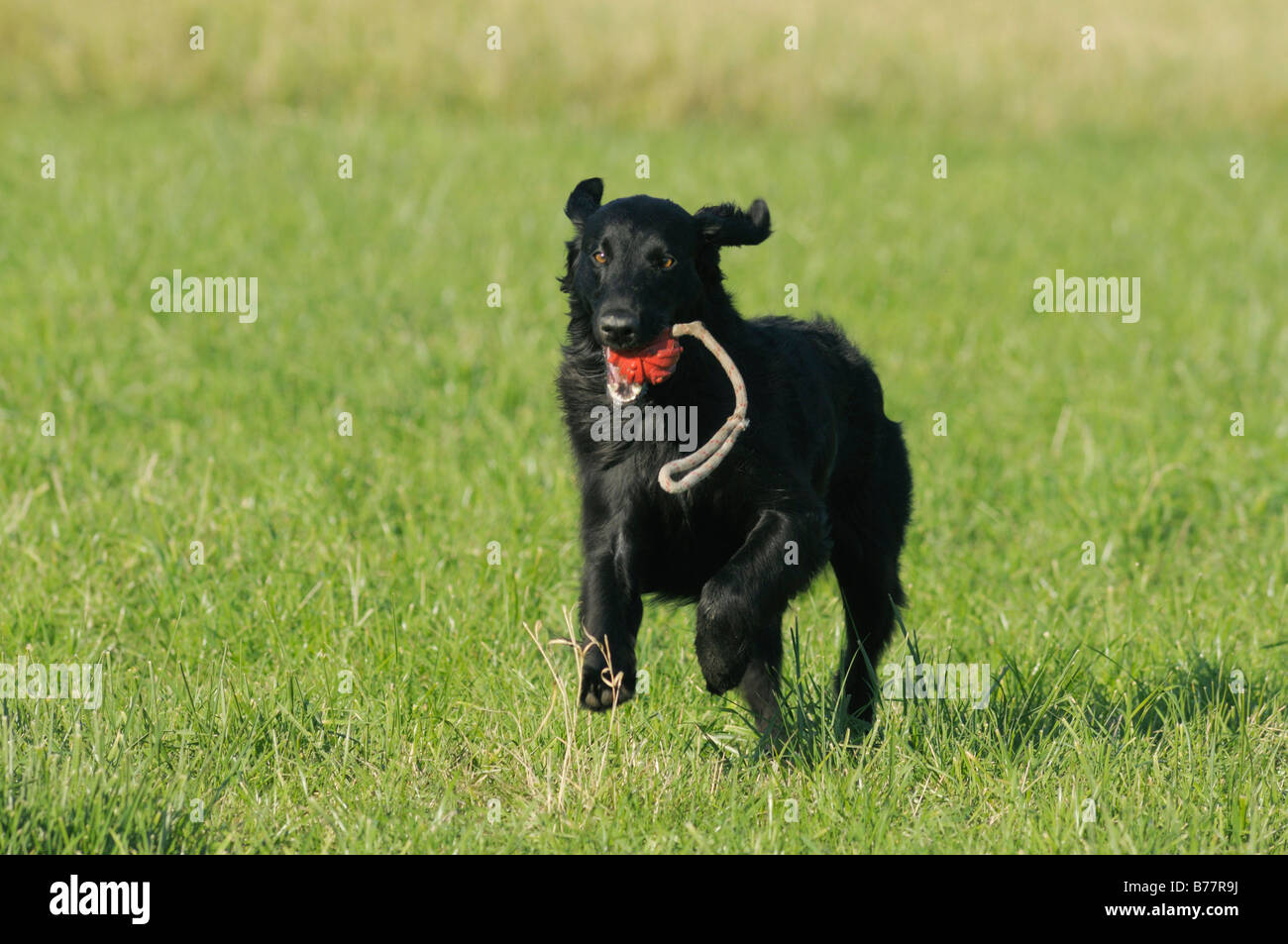 Can Dogs See Red Balls