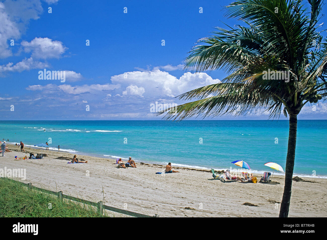 People on beach with palm tree,Dania Beach,Florida Stock Photo