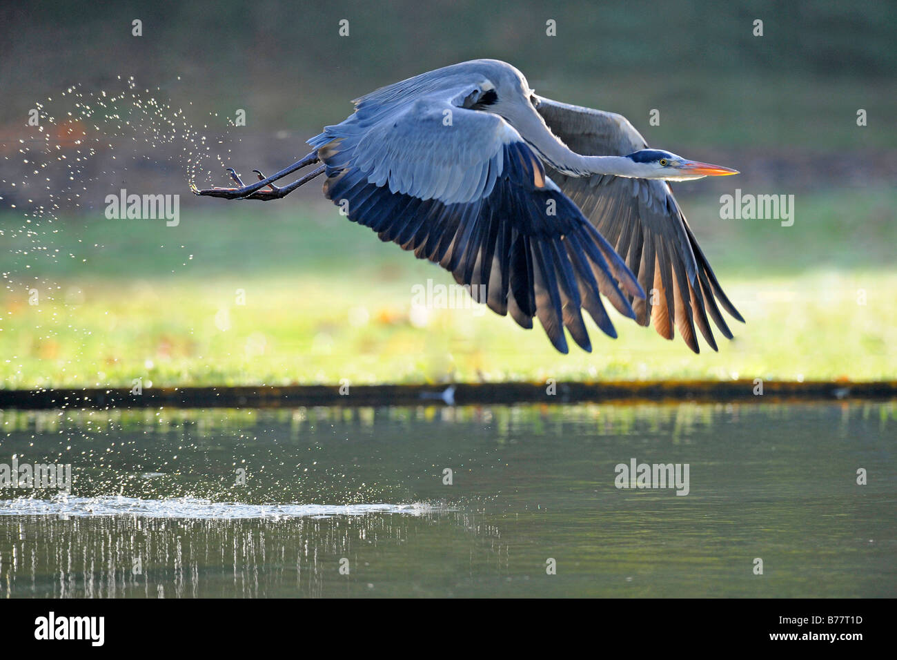 Grey Heron (Ardea cinerea) flying over a pond Stock Photo