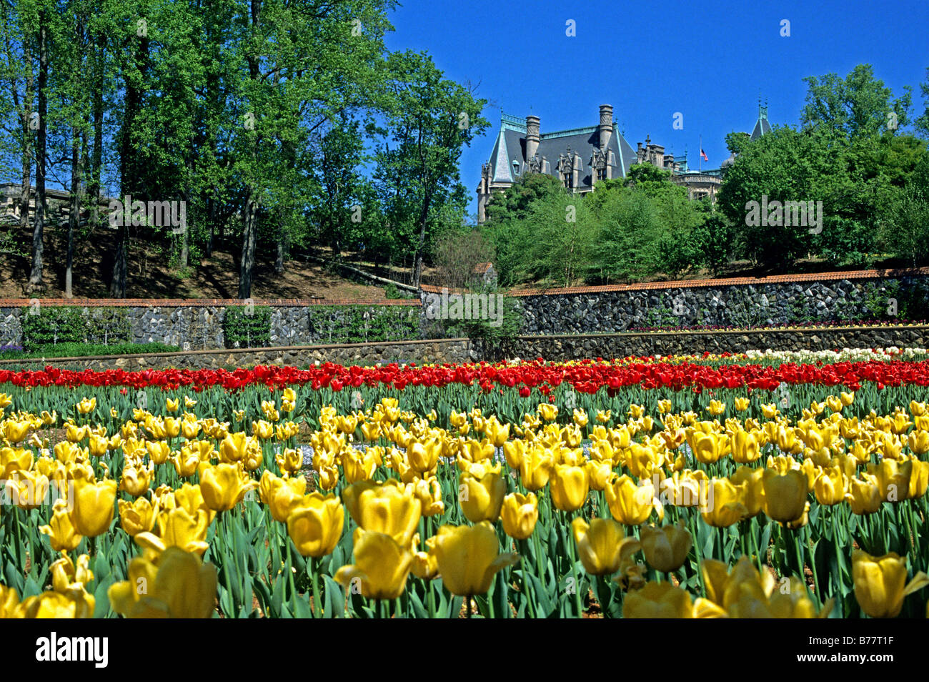 Tulips flowering at Biltmore Estate,Asheville,North Carolina Stock Photo