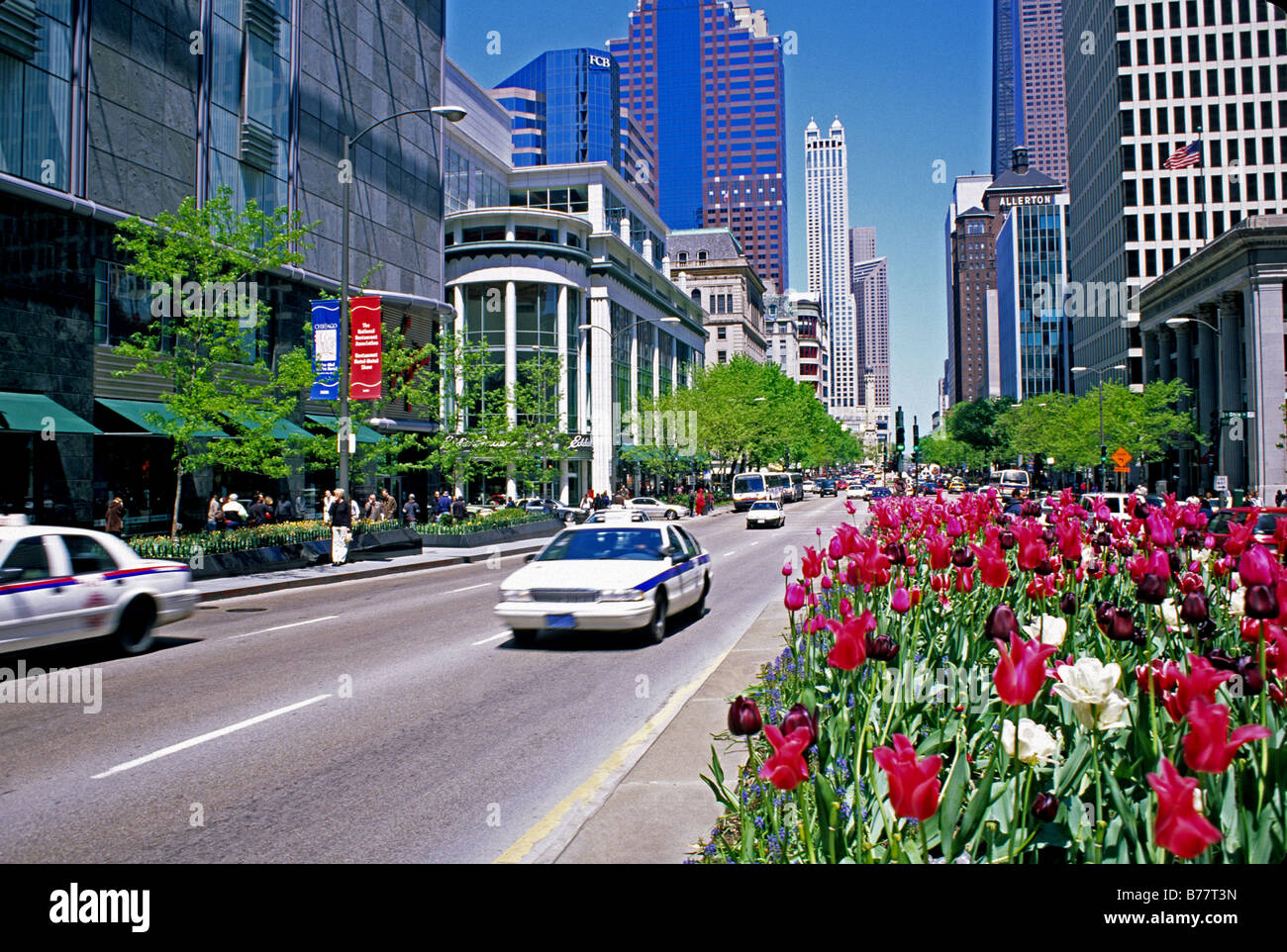 traffic and spring tulips on Michigan Avenue Magnificent Mile downtown