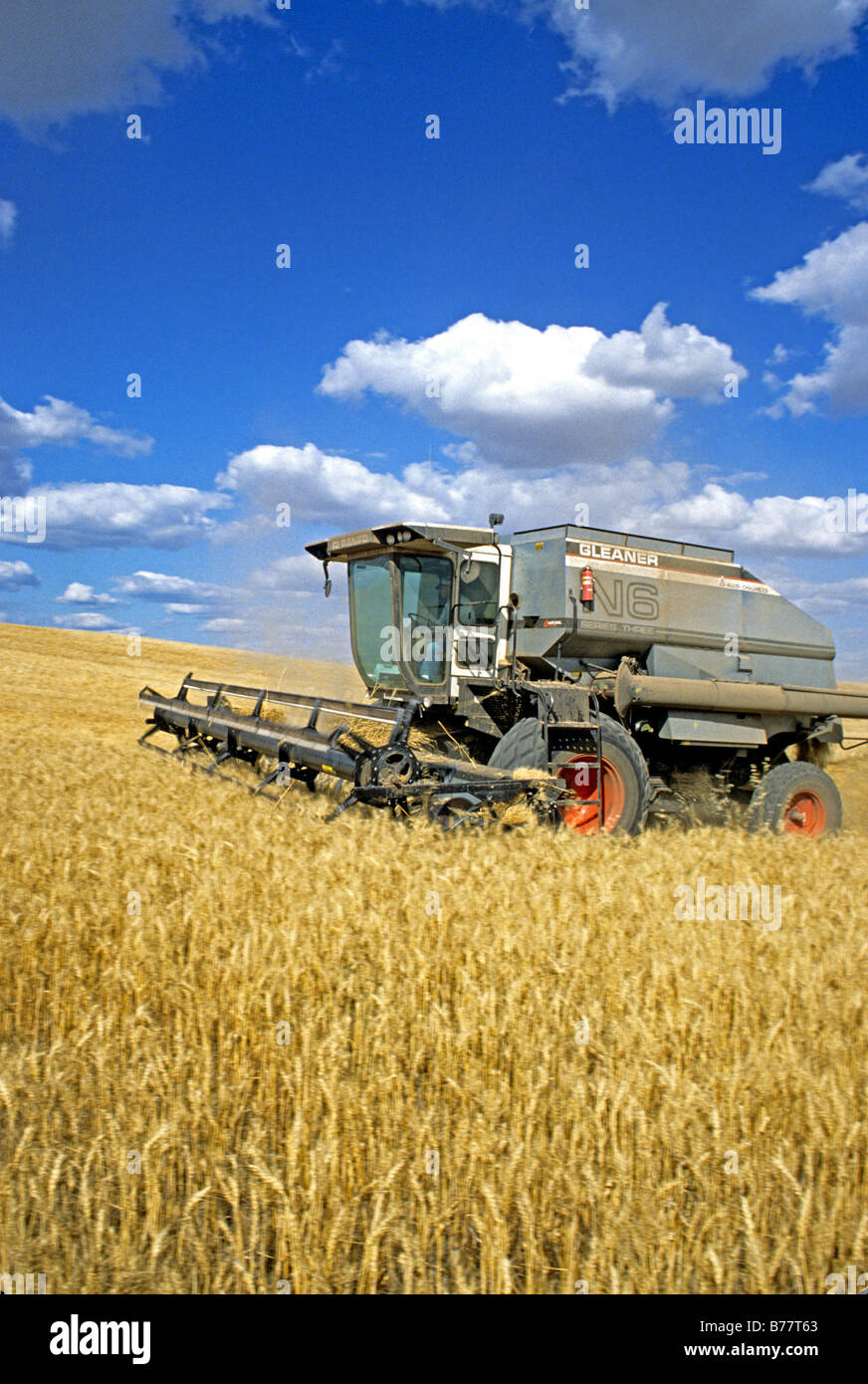 Harvester in field of dry wheat,Colusa California Stock Photo Alamy