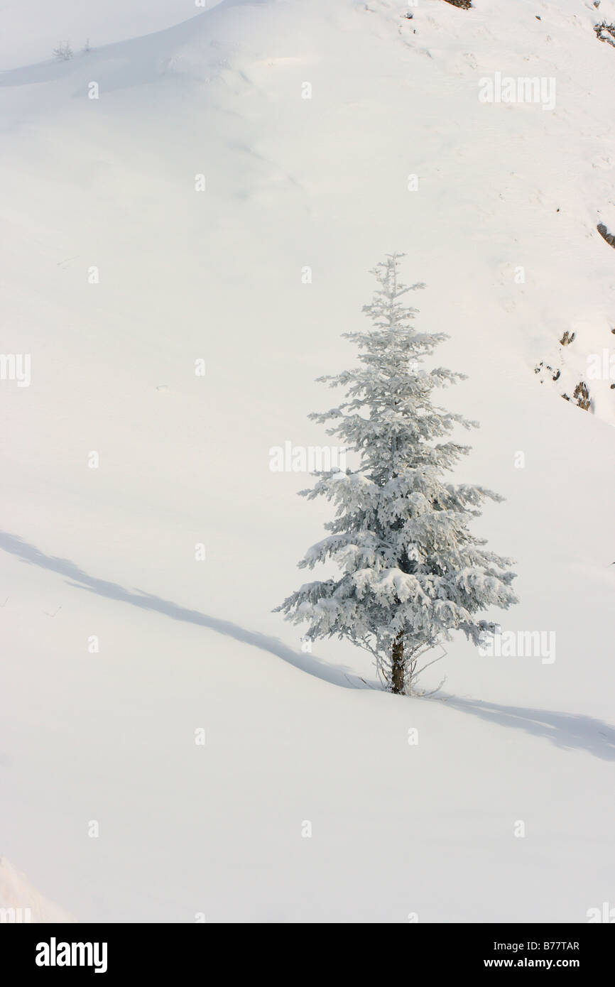 Silver Fir Tree (Abies alba) hoarfrost and snow covered. Pyrenees Stock Photo