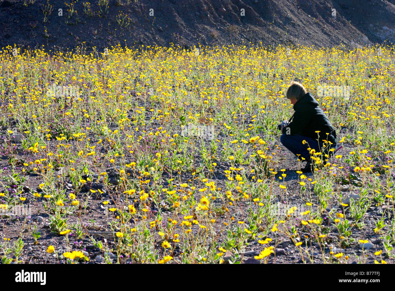Death valley flowers hi-res stock photography and images - Alamy