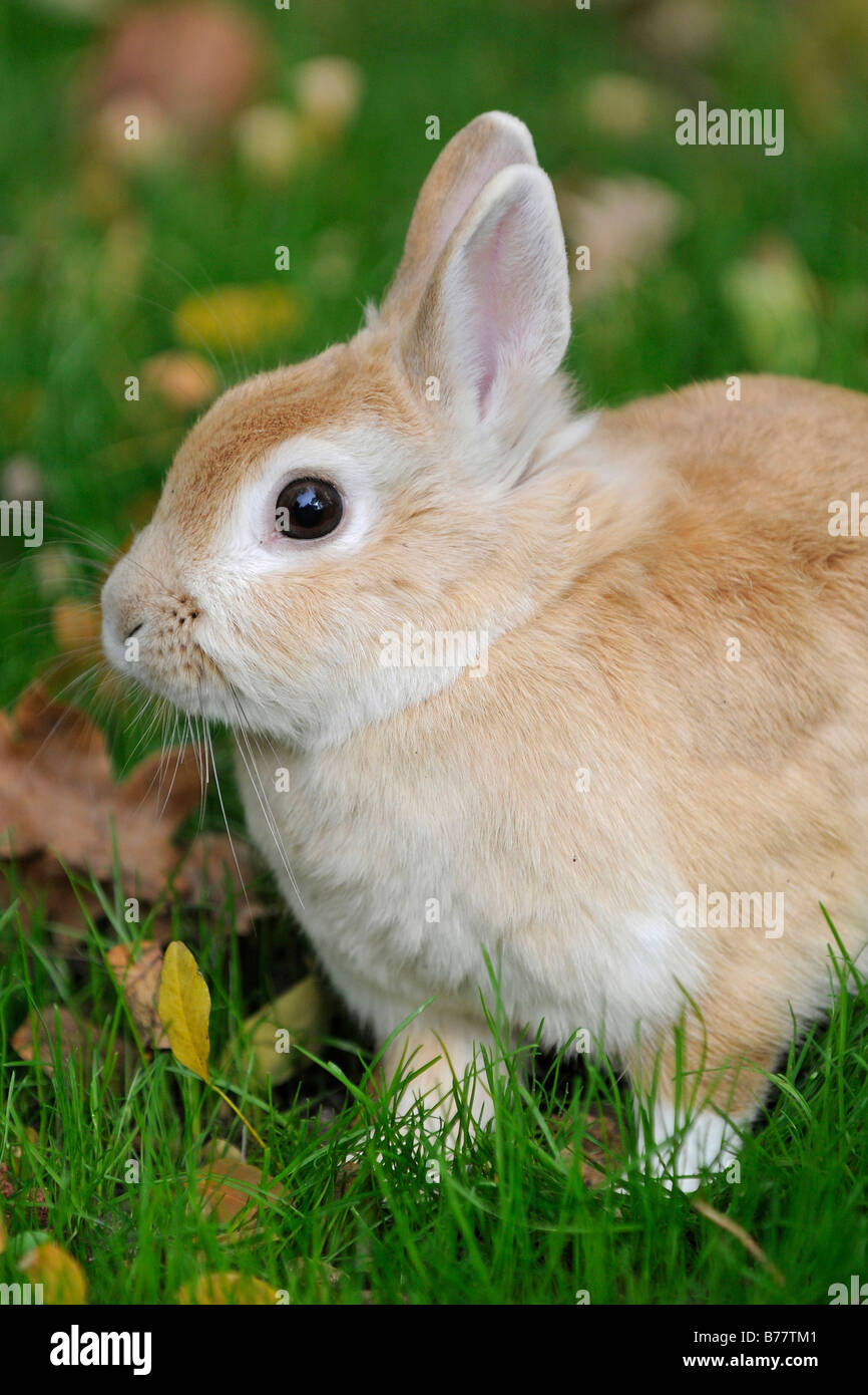 Dwarf rabbit in the meadow Stock Photo Alamy