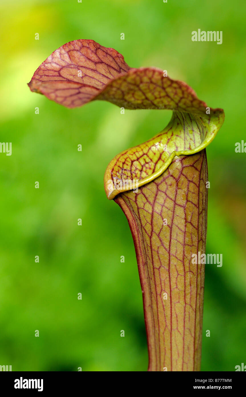 Cobra Lily (Darlingtonia californica, California pitcherplant), carnivorous plant Stock Photo