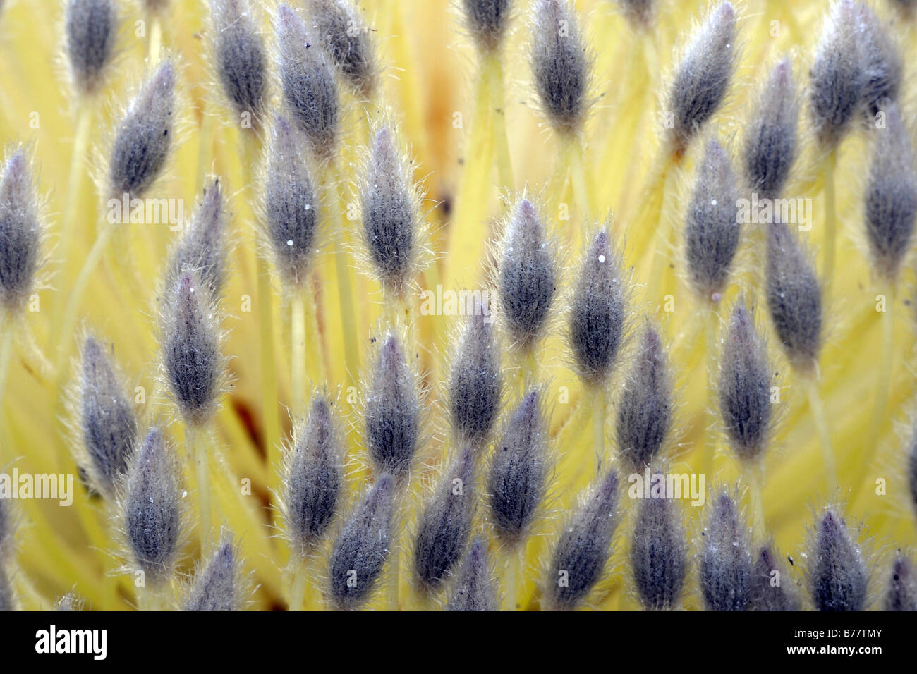 Pollen of the Ornamental Banksia, Desert Banksia (Banksia ornata