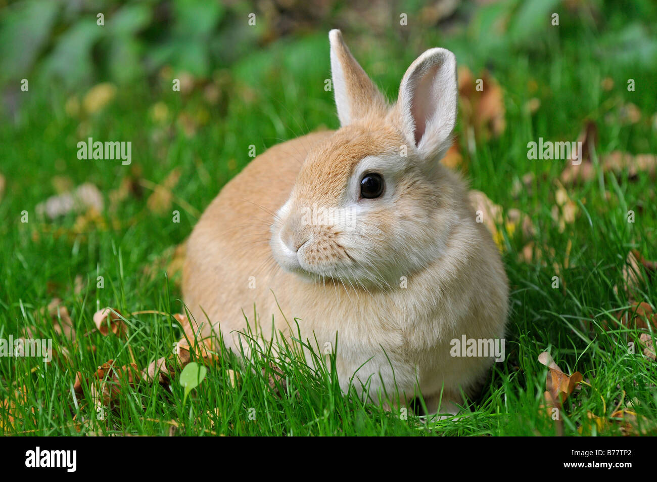 Dwarf rabbit on a meadow Stock Photo Alamy