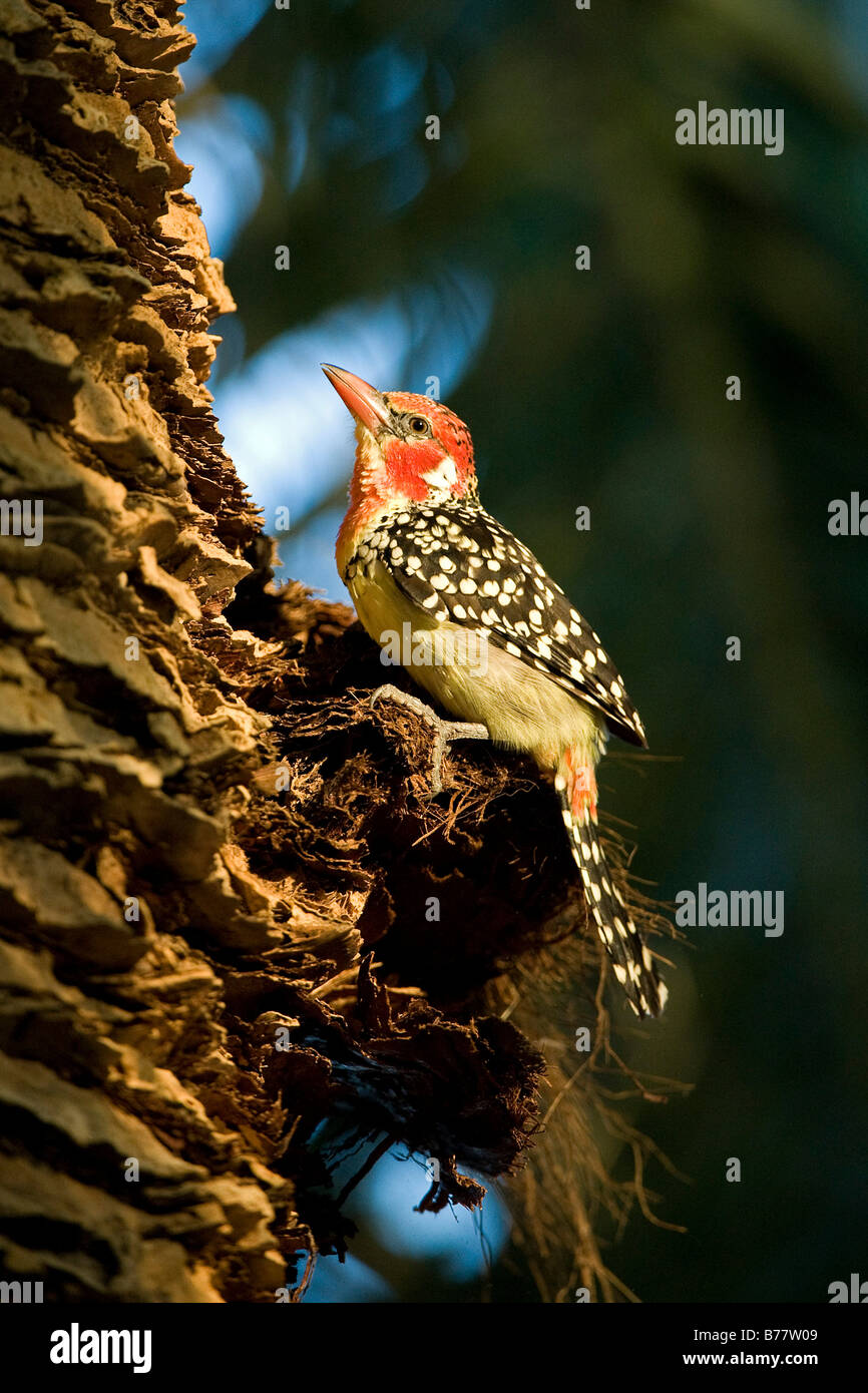 Red-and-yellow Barbet (Trachyphonus erythrocephalus) Stock Photo