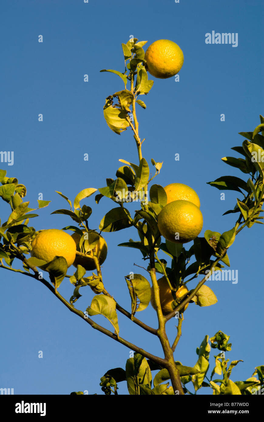 Oranges ripening in the Lucena del Puerto region of Andalucia Stock ...