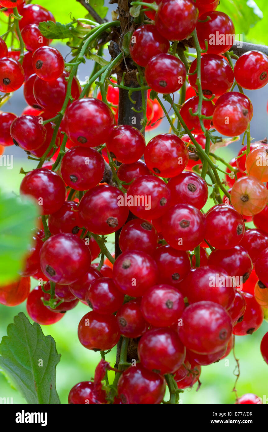 Ripe redcurrants, a fruit related to the gooseberry Stock Photo