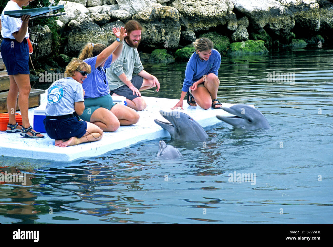 Guests meet dolphins Dolphin Research Center Grassy Key Florida Keys Stock Photo