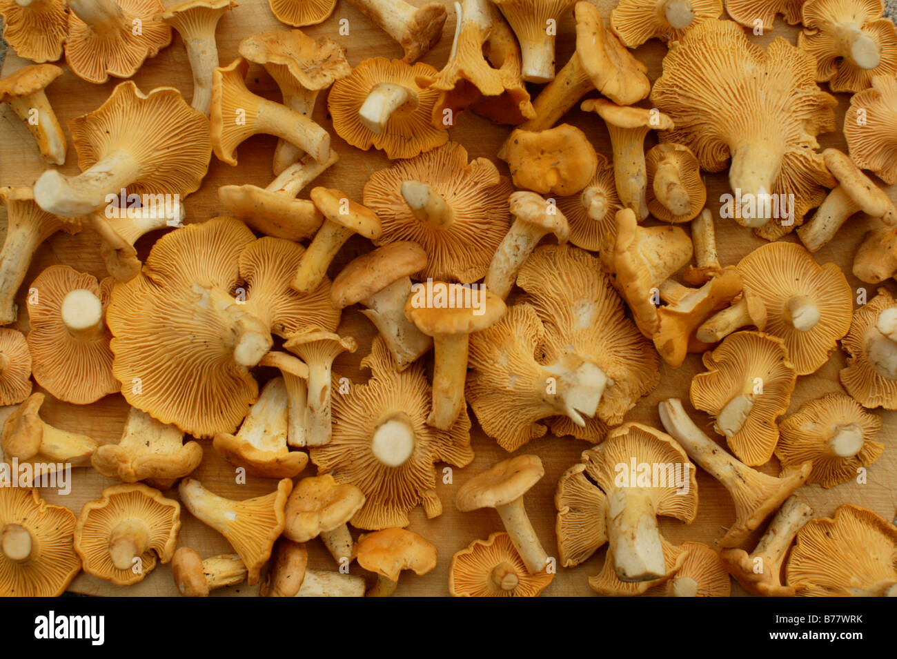 Golden chanterelles (Cantharellus cibarius Stock Photo Alamy