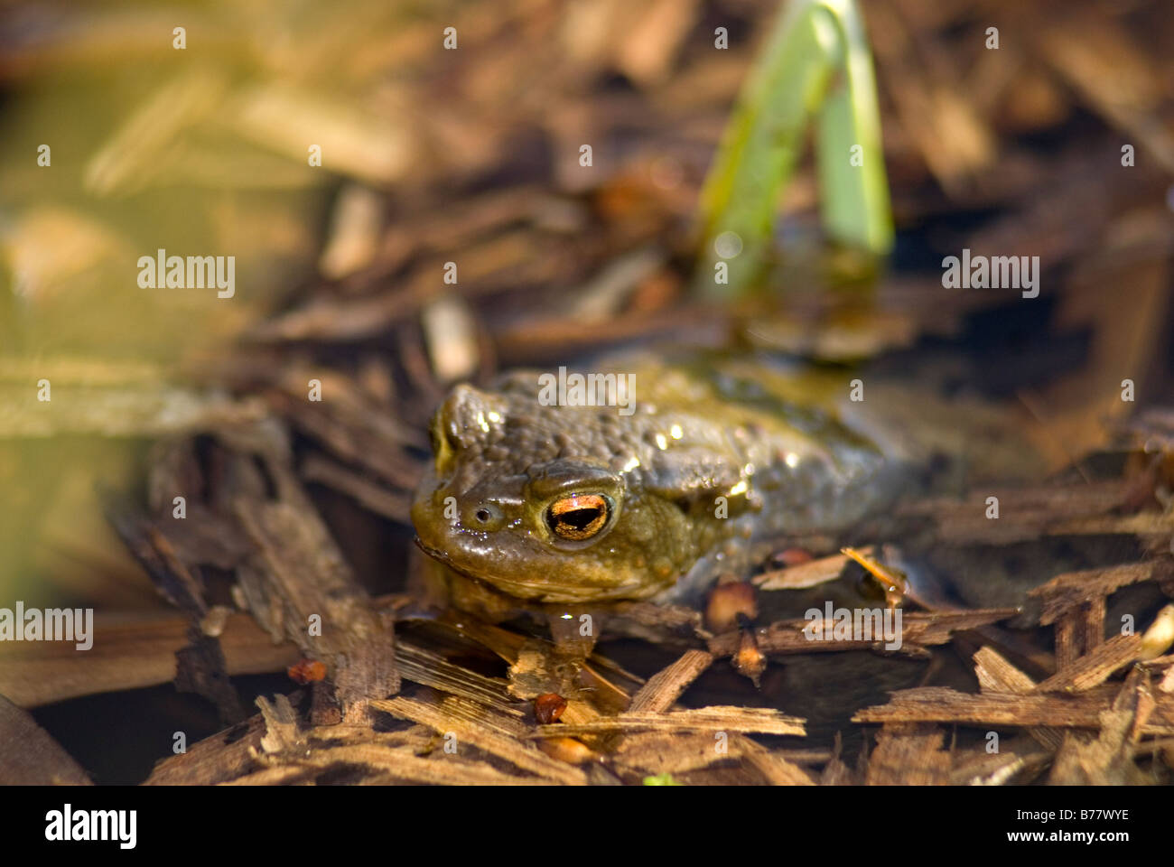 Common toad Stock Photo
