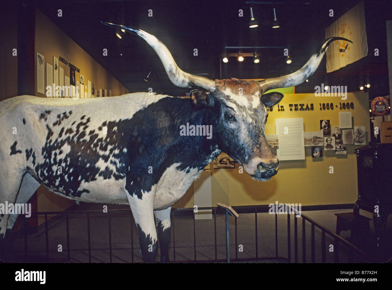 longhorn steer exhibit Institute of Texan Cultures San Antonio Texas Stock Photo