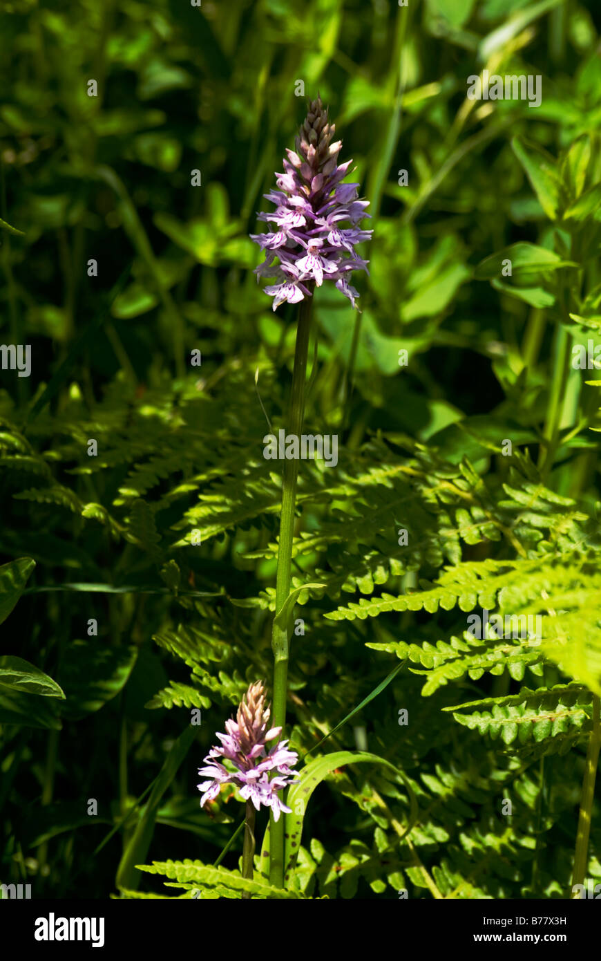 Common Spotted Orchid ( Dactylorhiza fuchsii) Growing at Woolhope on a Herefordshire Nature Reserve Stock Photo