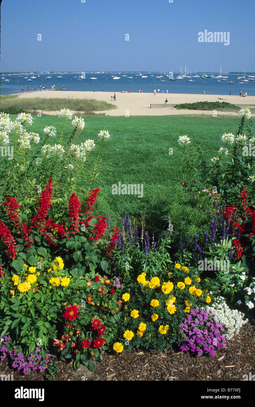 Cape cod beach flowers hires stock photography and images Alamy