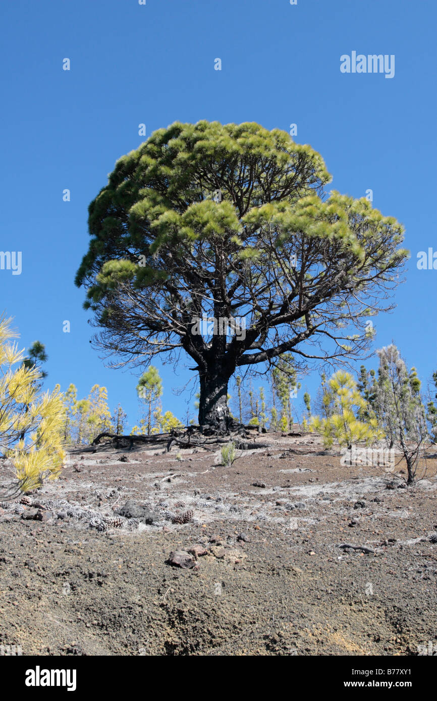 A large pinus canariensis growing on the side of montana Estrecho near Chinyero Tenerife Canary Islands Spain Stock Photo