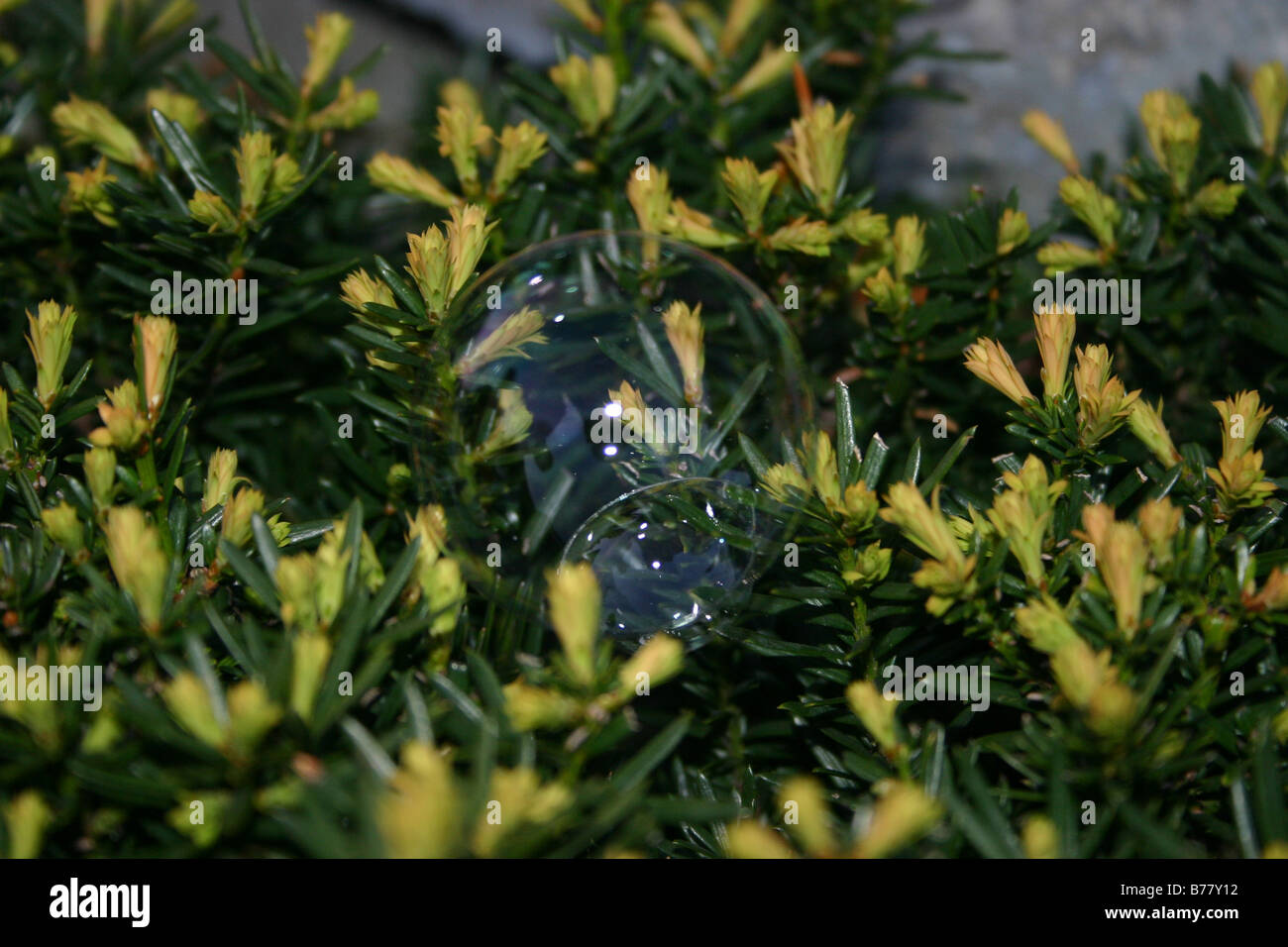 A close-up of a soap bubble that has landed on a yew bush. Stock Photo