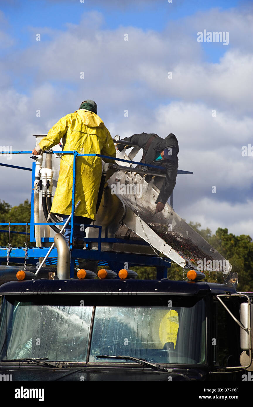 Men harvesting cranberries hires stock photography and images Alamy