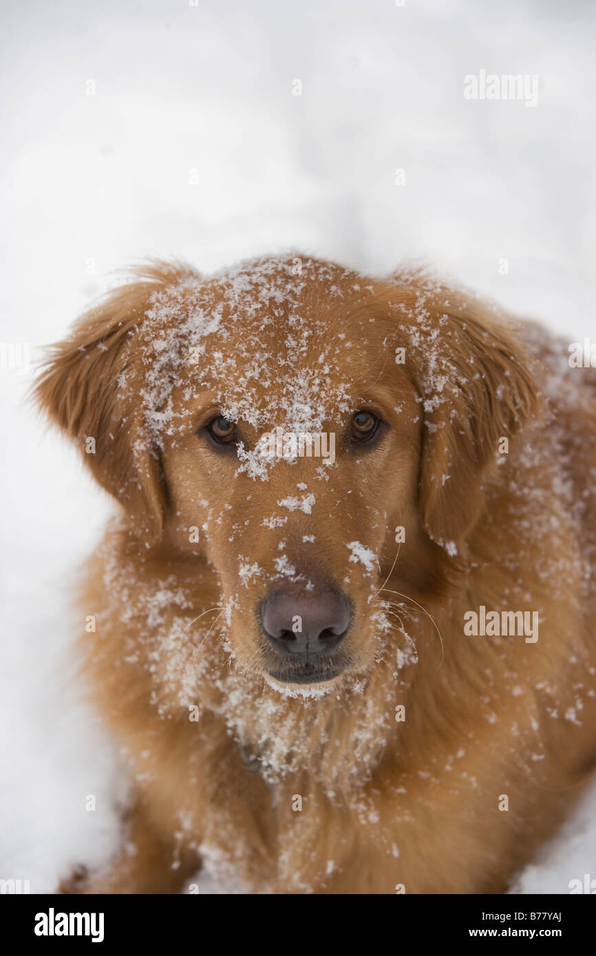 How Do You Keep Snow Clumps Out Of Dogs