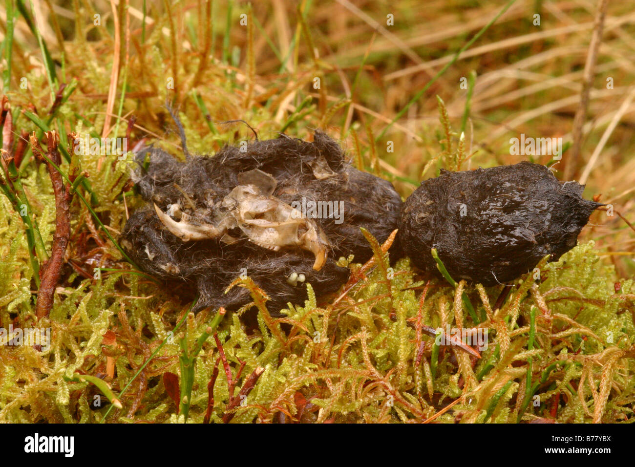 Tawny owl pellet containing shrew bones and fur Stock Photo