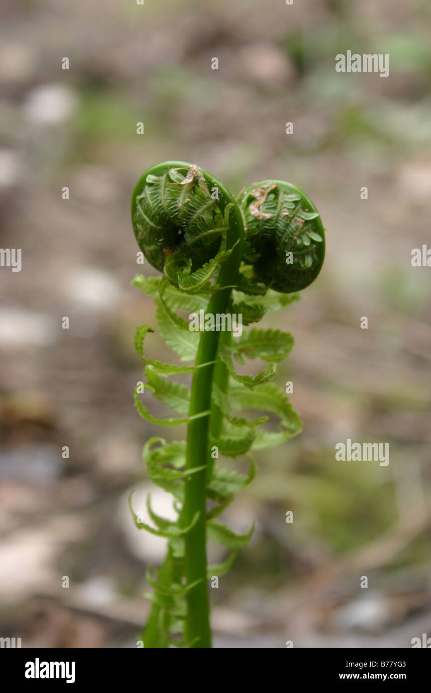 Close up of fiddlehead hi-res stock photography and images - Alamy