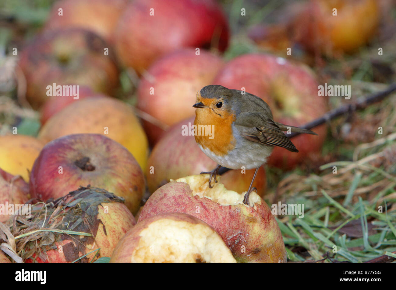 Robin feeding on rotten apples from uneconomic crop left on the ground