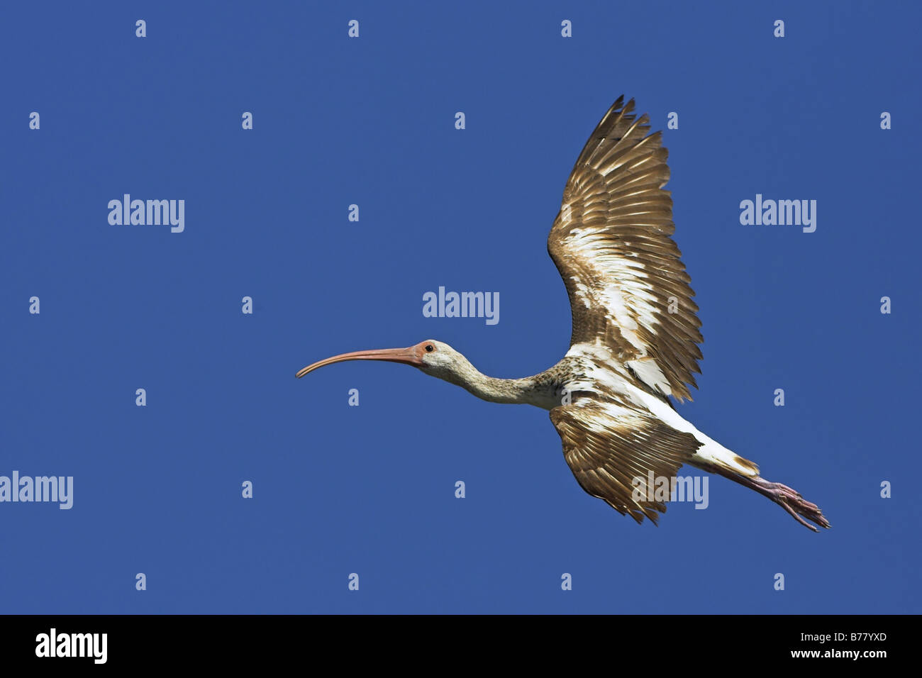 white ibis (Eudocimus albus), flying juvenile, USA, Florida, Everglades National Park Stock Photo