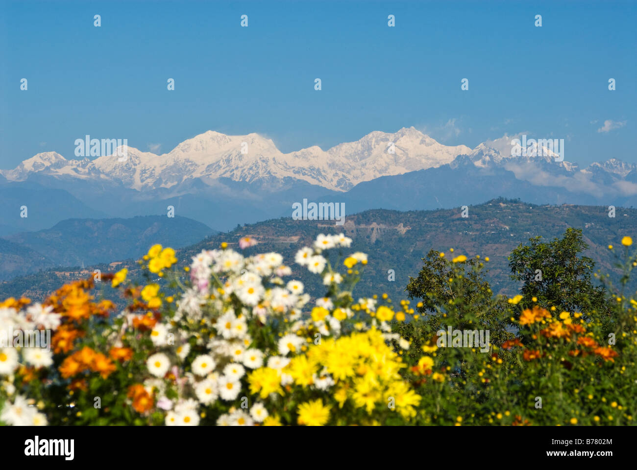 Peaks of the Kangchenjunga mountain range, Sikkim, seen from the terrace at Glenburn Tea Estate, Darjeeling, India. Stock Photo
