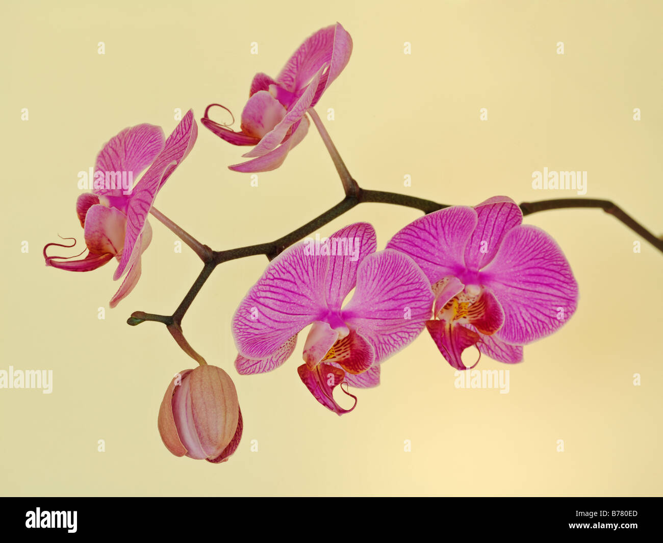 Phalaenopsis Orchid Stock Photo