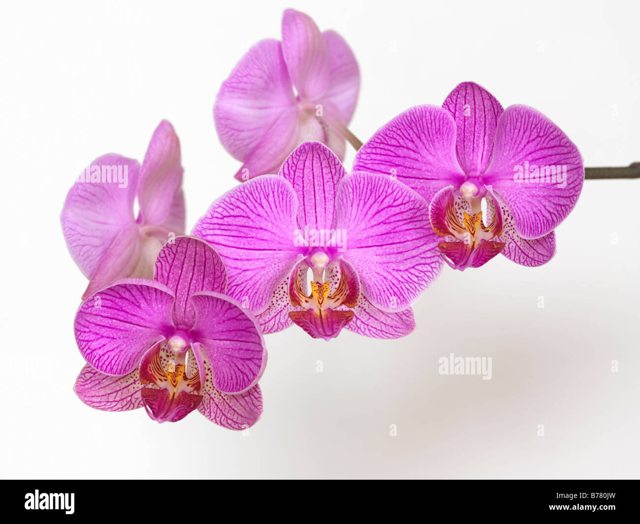 Phalaenopsis Orchid Stock Photo