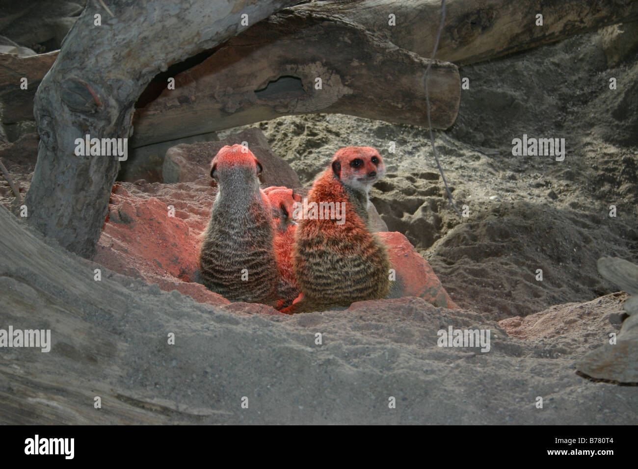 Two meerkats warm themselves beneath a hidden heat lamp in a North American zoo. Stock Photo