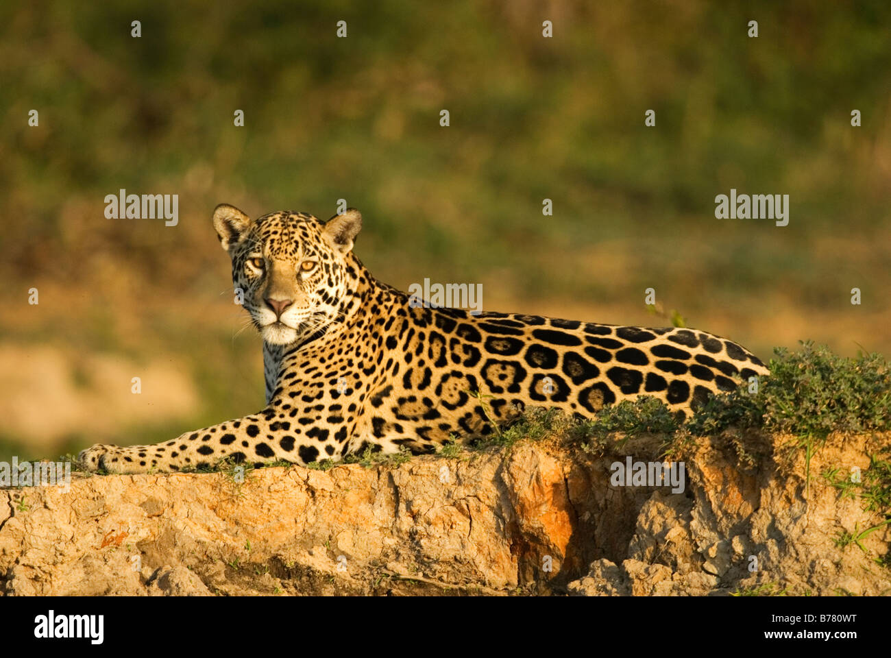 Jaguar panthera onca in Pantanal region of Brazil Stock Photo