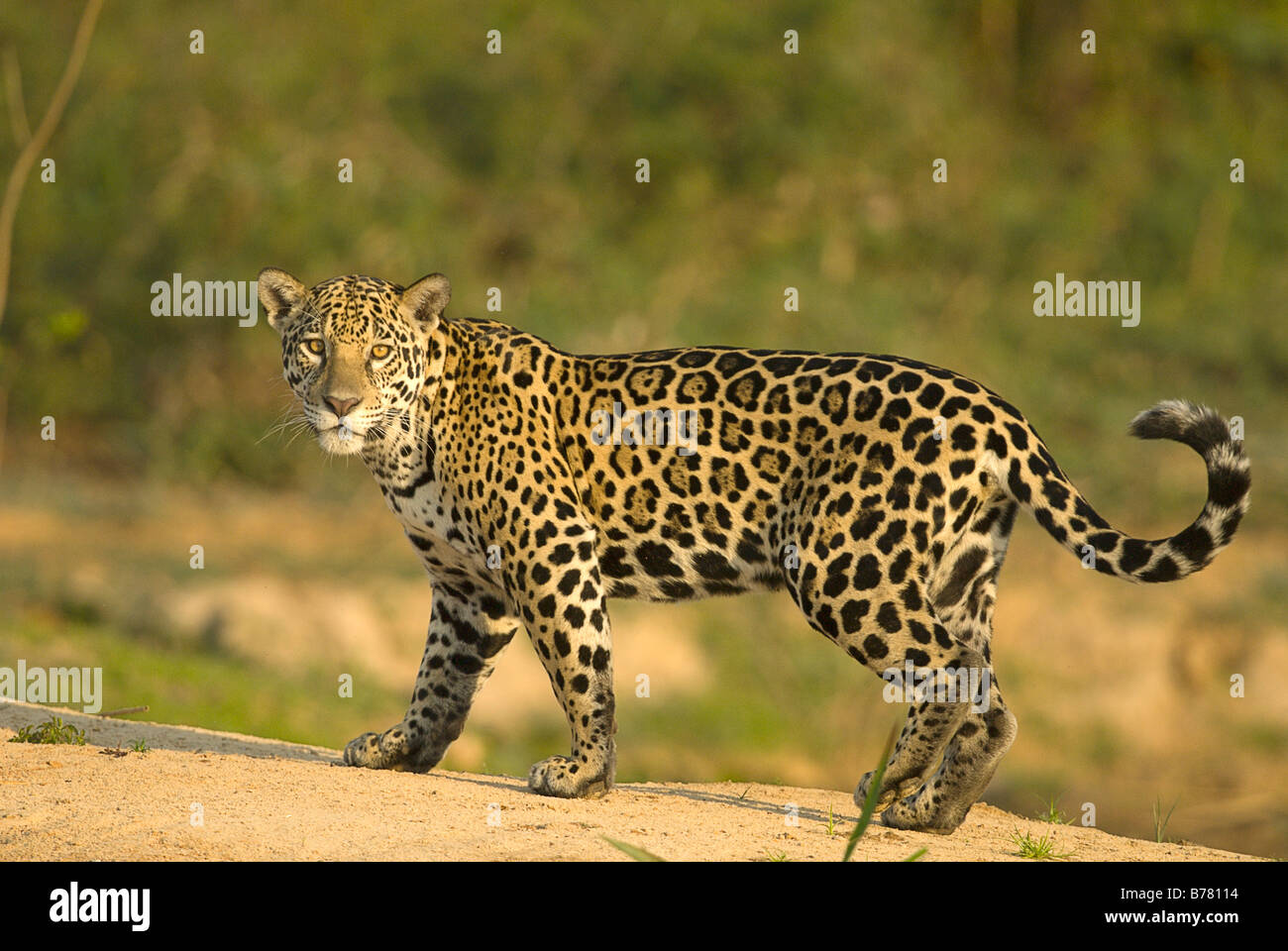 Jaguar panthera onca in Pantanal region of Brazil Stock Photo