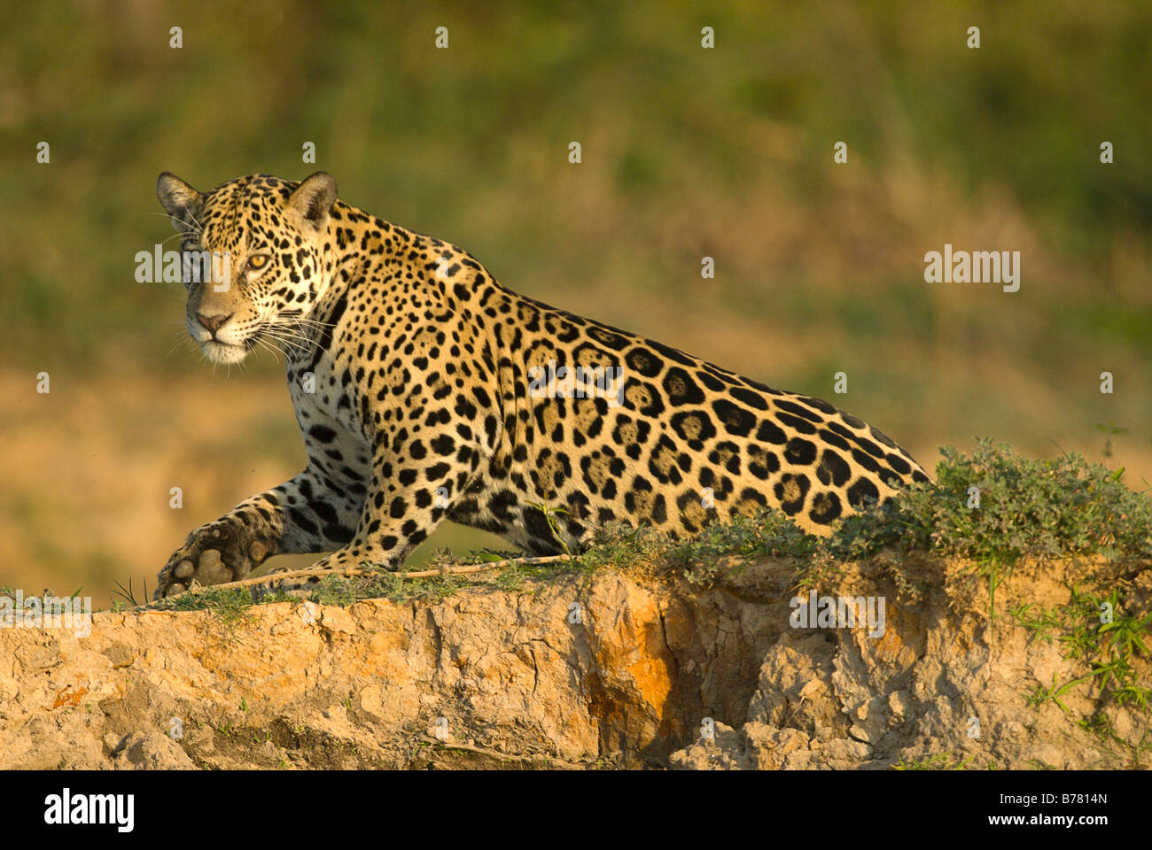 Jaguar panthera onca in Pantanal region of Brazil Stock Photo