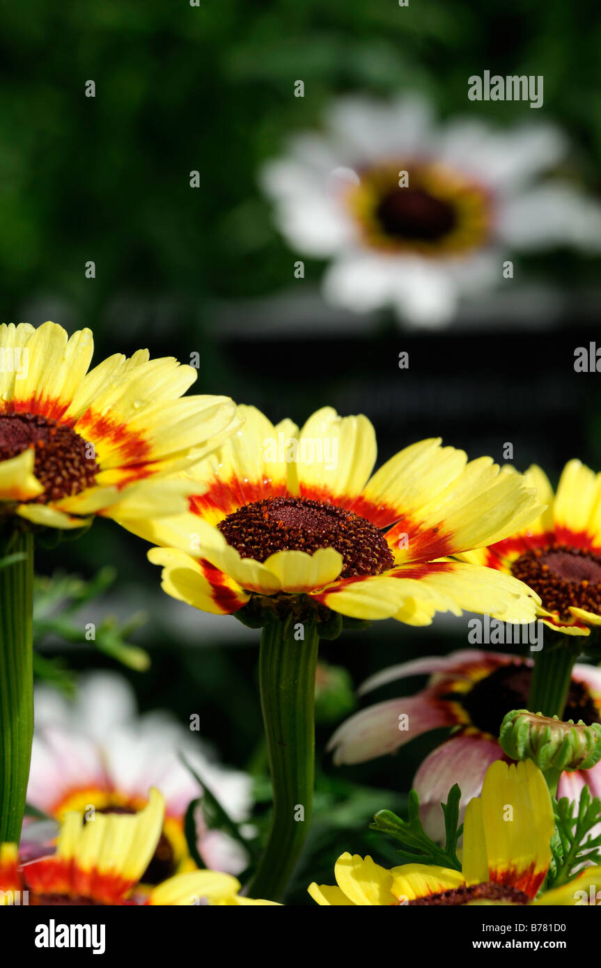 Chrysanthemum carinatum PAINTED DAISY Merry Mixture cultivar variety annual flower color colors colours bloom Stock Photo