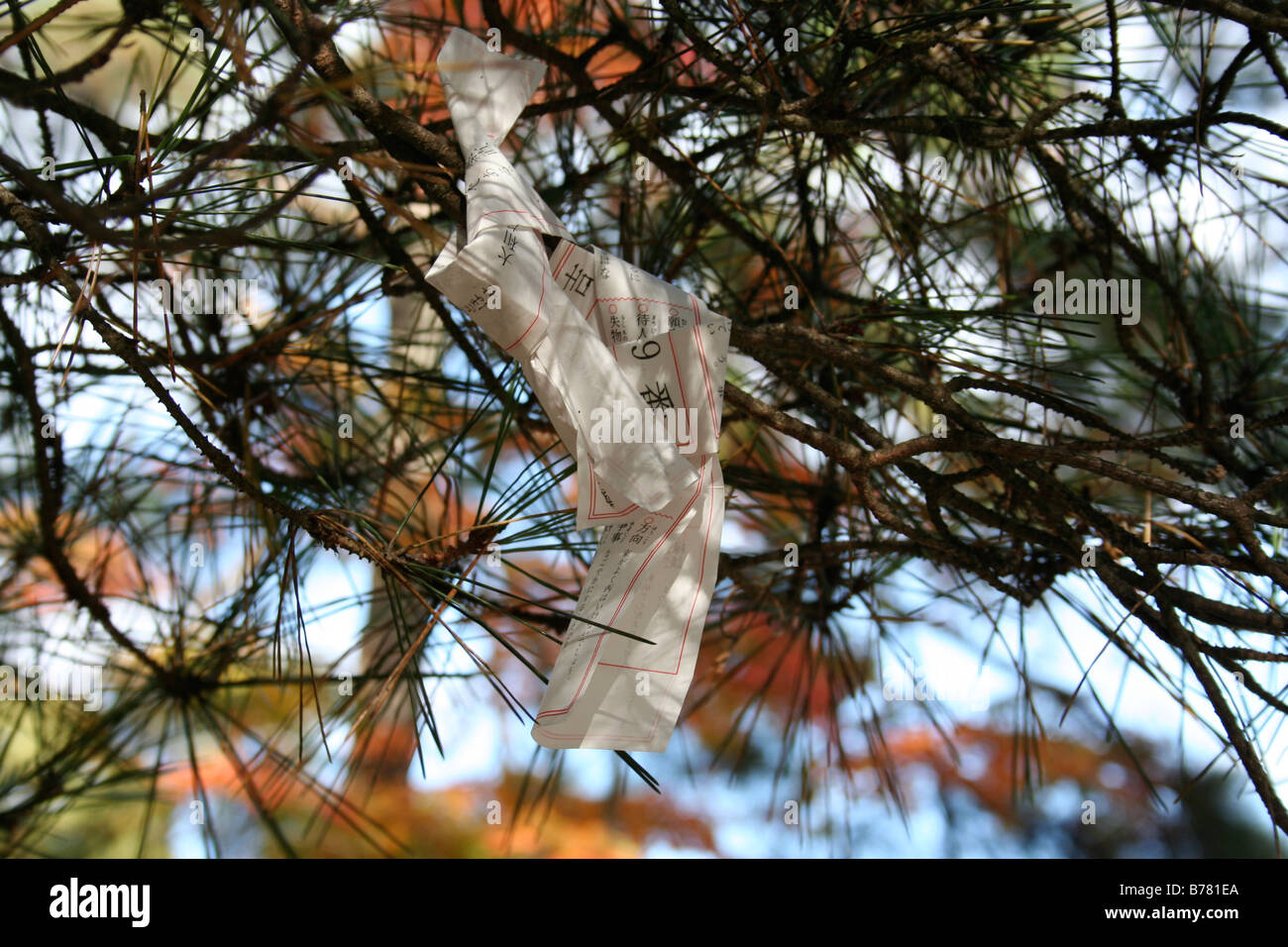Two Omikuji fortunes tied to the branches of a pine tree at the Motsu-ji temple ruins, during Japan's autumn season. Stock Photo