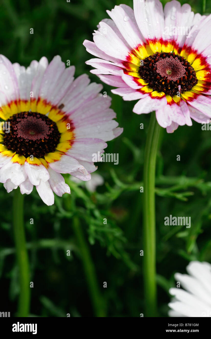 Chrysanthemum carinatum PAINTED DAISY Merry Mixture cultivar variety annual flower color colors colours bloom Stock Photo