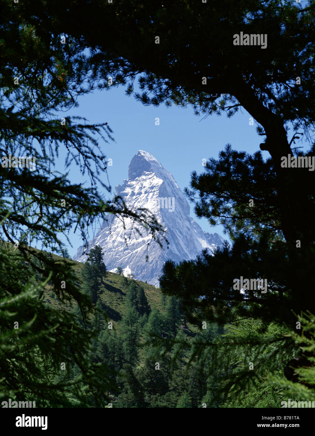 Matterhonr with Swiss Pine and Larches (Pinus cembra, Larix decidua), Switzerland, Valais, Alps Stock Photo