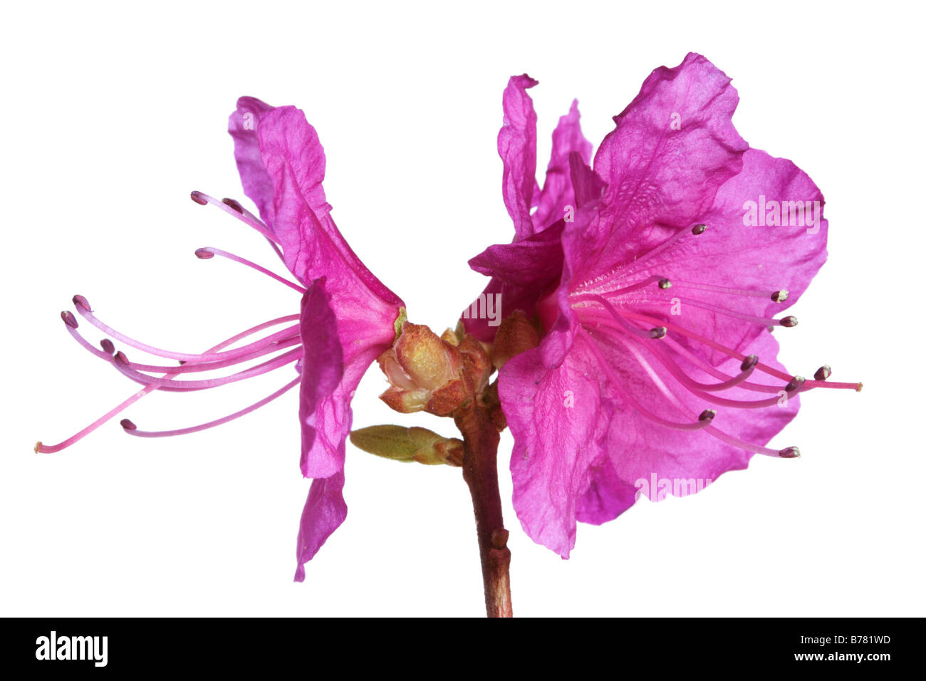 Rhododendron flowers Cut Out Stock Images & Pictures Alamy