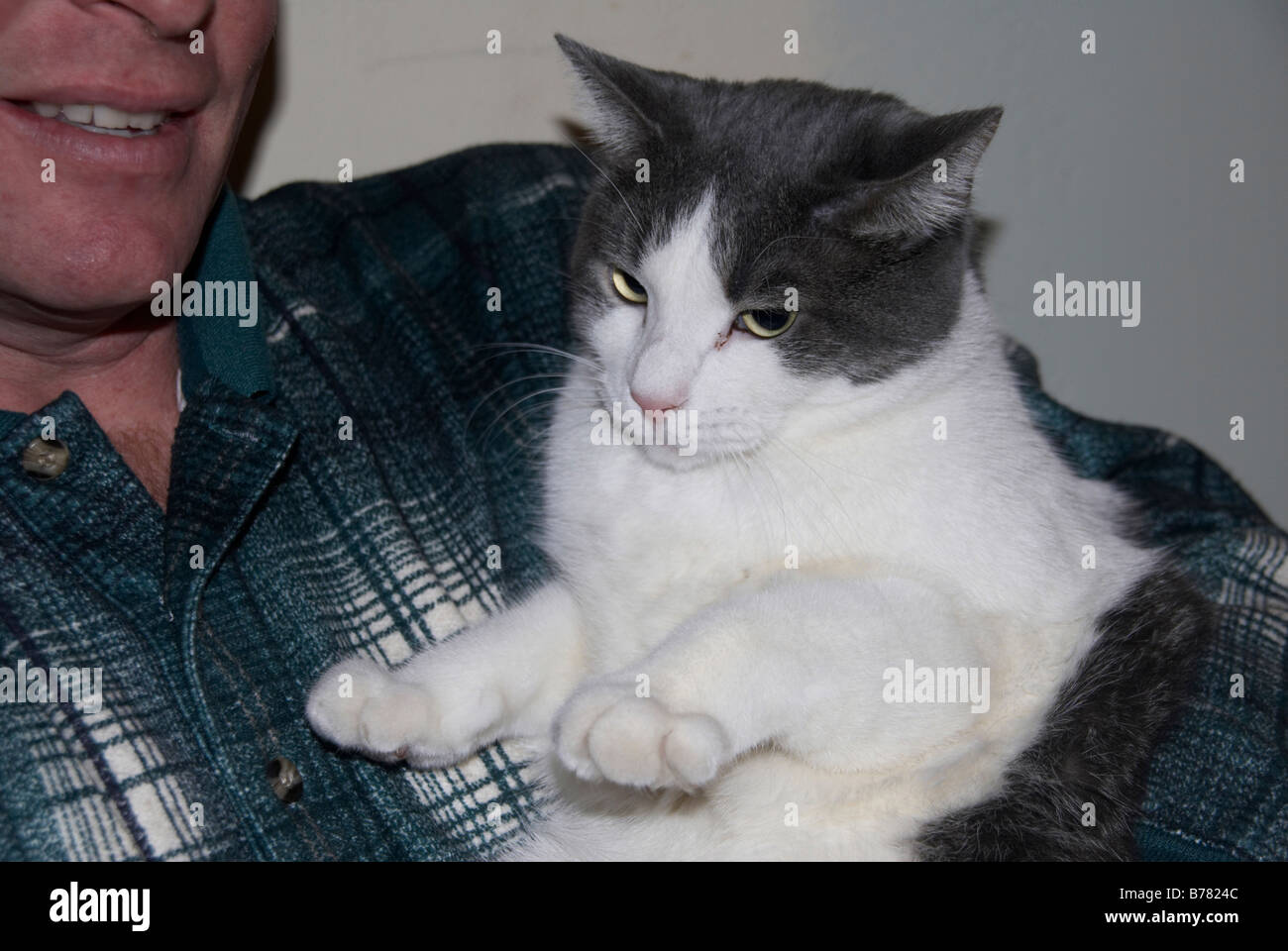 cat being held Stock Photo - Alamy