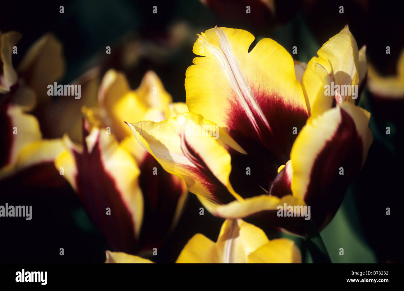 Triumf Tulipa Gavota photographed at Keukenhof Gardens in Lisse the Netherlands Stock Photo