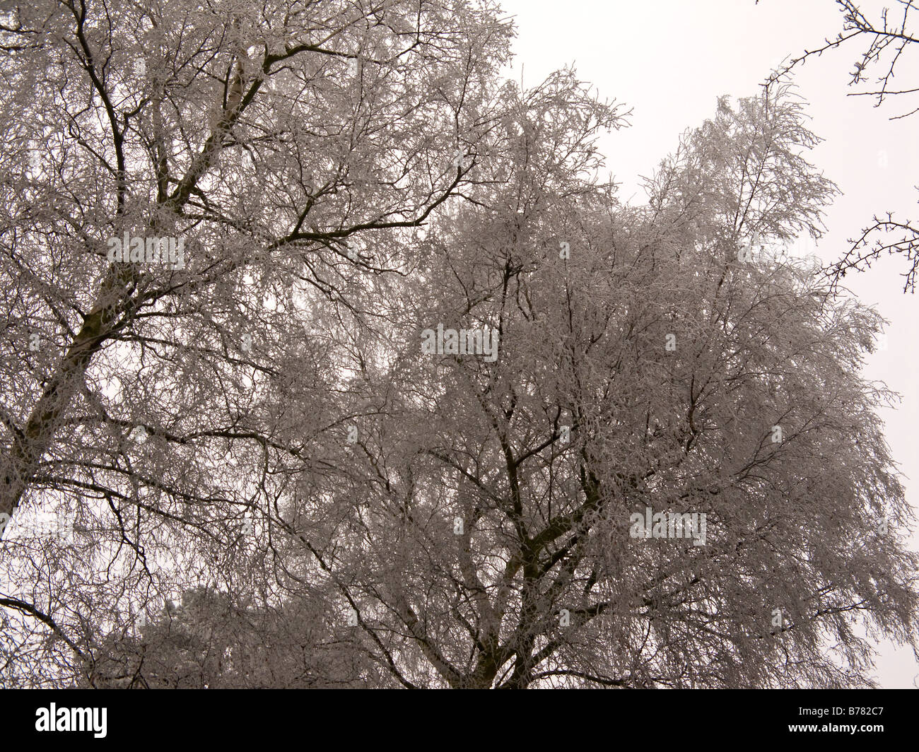 Freezing fog conditions in Oxfordshire, England Stock Photo